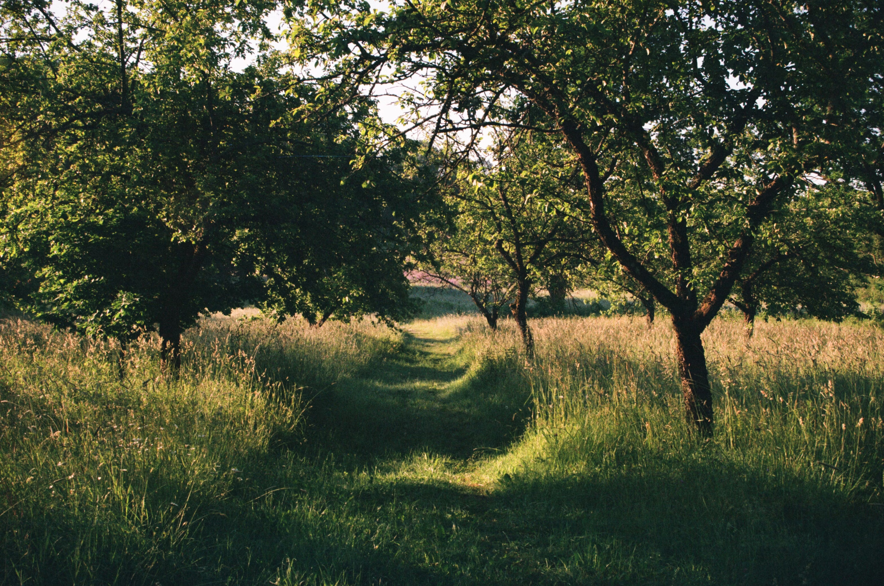 Field with grass and trees